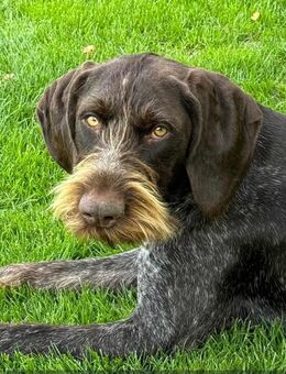 Labrador / Deutsch Drahthaar Mischlingswelpen - Rubkow