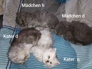 Perser Kitten mit Nase - Großlittgen