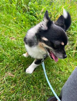 7 jähriger mischlings sucht Hunde erfahrene Besitzer. - Gevelsberg