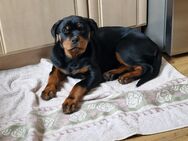 Kleine verschmuste Rottweiler Hündin - Oelsnitz (Erzgebirge)