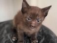 katzen kitten (Bottrop) in 46236