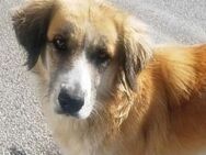 MANOLO - ein toller junger Hund - Sehnde