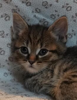 Baby Katzen - Solingen (Klingenstadt)
