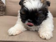 Shih-Tzu Welpen - Duisburg