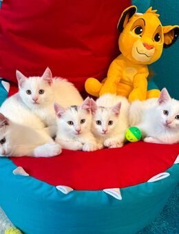 Katzenbabys Kitten American- Shorthair Amerikanisch-Kurzhaar - Alzey Zentrum