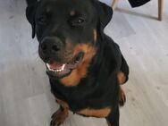 Rottweiler Rüde 12 Monat alt - Tuttlingen