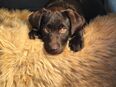 Chia sucht dich und ein neues Zuhause in 94234