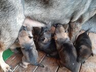 Deutscher Schäferhund welpen - Königslutter (Elm)