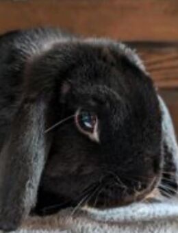 Burrito sucht ein neues Zuhause - Fambach