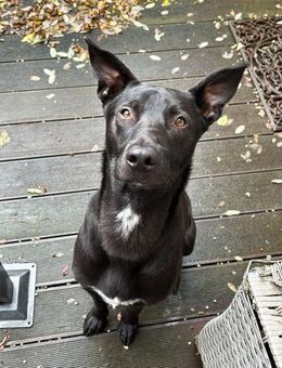 Vincent sucht dringend ein neues Zuhause - Laatzen