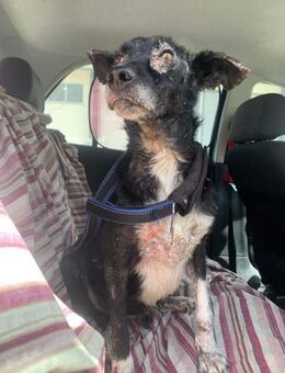 Kiko,hübscher Podenco-Mix-Bub sucht Sofa - Ratekau