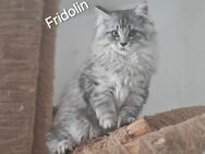 MaineCoonMix Kitten Auszugsbereit nur noch Fridolin sucht ein neues Zuhause - Hamm