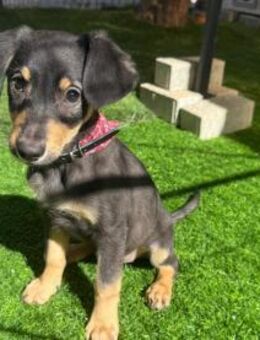 UXI - liebes, frendliches Hundekind - Velbert