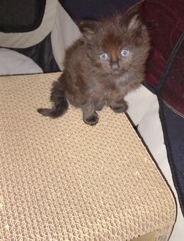 3 XXL Maine Coon - Wartmannsroth