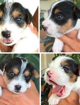Reinrassige Parson Russell Terrier Welpen - Merseburg
