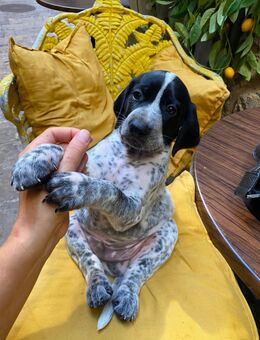Reinrassige Deutsch-Kurzhaar Welpen Baby Hund – liebevolle Familien gesucht (2 Hündinnen, 1 Rüde) - Höchberg