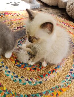 Heilige Birma/Ragdoll Kitten abzuheben - Kierspe