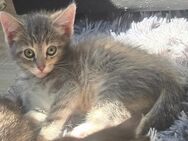 Mixkitten Katzenbabys Babykatzen Siamkitten