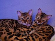 Bengalen Katzen suchen neues Zuhause - Augsburg