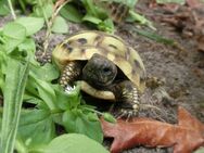 Griechische Landschildkröten (THB) NZ 2023 aus artgerechter Freilandhaltung - Stemwede