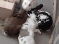 4 junge Kaninchen abzugeben in 06217