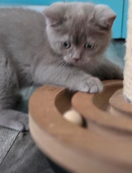 Coole BKH Kitten - Remscheid