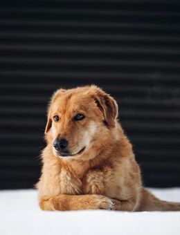Yeti❤️sucht Menschen mit Herz - Rott (Inn)