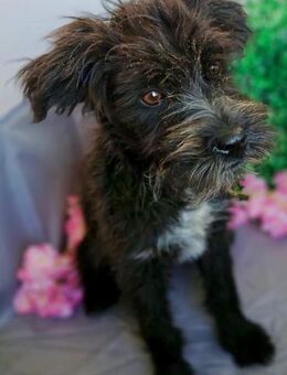 🐶 Fröhlicher Welpe Dexter 🐶 - Eislingen (Fils)