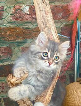 Sibirische Waldkatzen-Kitten - Lorch (Hessen)