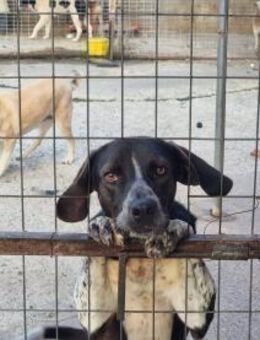 Loki Ein Traumhund sucht sein Zuhause - Eixen