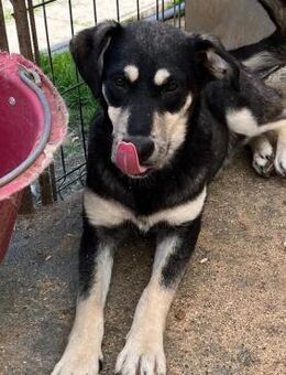 🐶Verspielter Junghund Sprout🐶 - Eislingen (Fils)