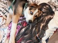 Fröhlicher lieber Hund - Leer (Ostfriesland)