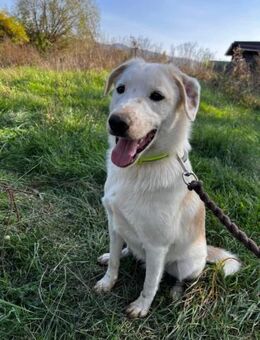 EDY - verspielt, aktiv, liebevoll - Linden (Hessen)