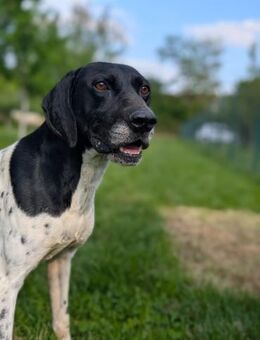 Pox Kraftvoll.Fokussiert.Sucht Aufgabe - Müglitztal