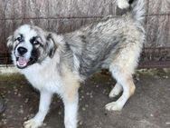 Ruby wartet ewig auf einer Familie - Blankenheim (Nordrhein-Westfalen)
