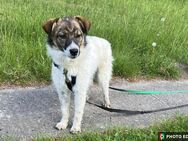 Valeria, bezaubernde, kleine Junghündin sucht ihr Zuhause - Albersdorf (Schleswig-Holstein)