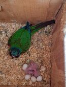 Emmas Weißohrsittiche Pyrrhura leucotis emma in 17349