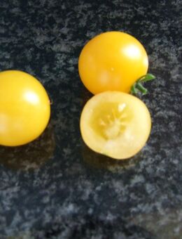 Venus (Dwarf) - Buschtomate - Stuttgart