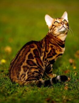 🔥 Wunderschöner Bengalkater Apollo sucht liebevolles Zuhause 🔥 - Lübbecke