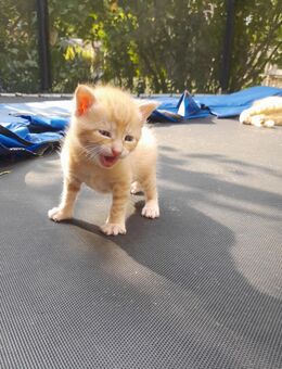 Katzen baby❤EHK - Gütersloh