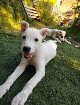 Bianchino - ein weißer Seelenhund - Grevenbroich