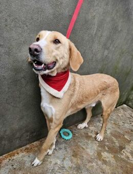 Hübscher Nanook - Eichenzell