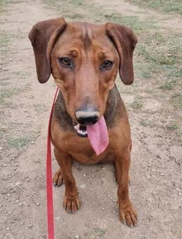 Liebe Luna sucht ihre Familie - Margetshöchheim