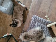 2 Ragdoll Kitten - Grünhain-Beierfeld
