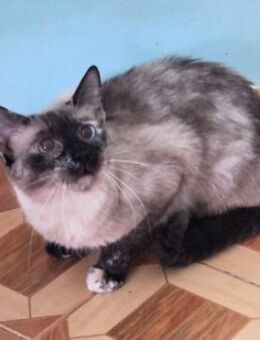 Zutrauliche Katze Megan - Karlsruhe