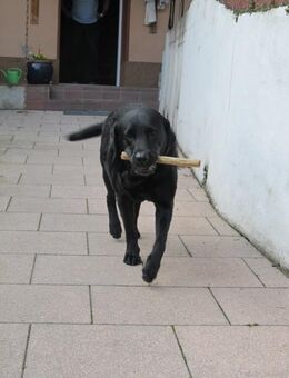 Kleiner Seniorenhund gesucht 8 - 10 Jahre - Hattingen