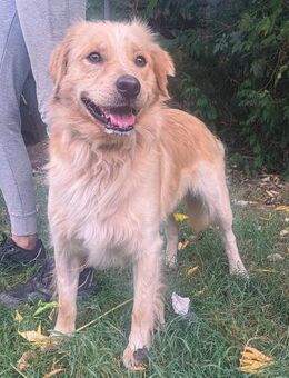 NOTFALL Gucci - Treuer Gefährte - Obertshausen