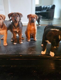 Hundewelpen aus dem Harz - Bad Grund (Harz)