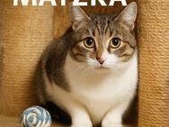 Matzka wartet .... und wartet ... - Eutin