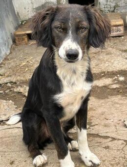 Junghund Barney sucht passendes Zuhause - Großefehn